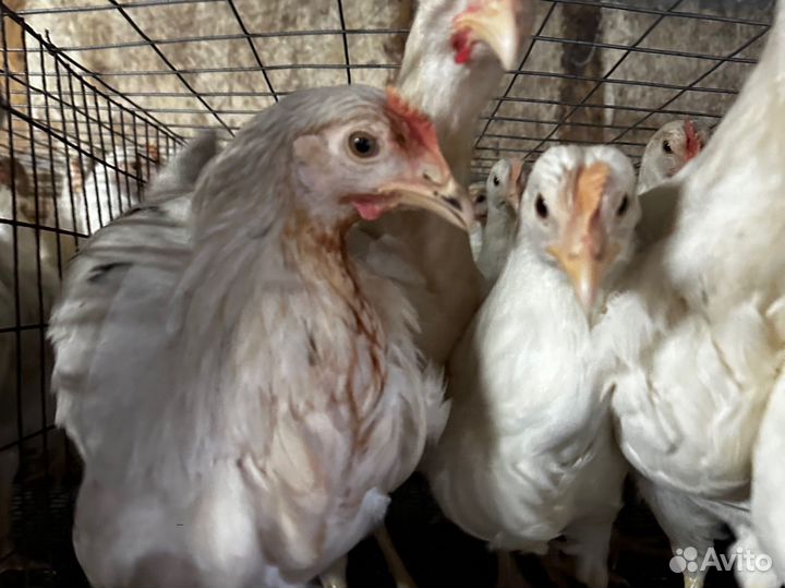 Куры несушки молодые 135 дней