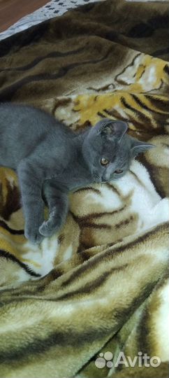 Британский кот