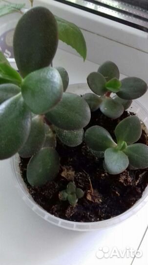 Комнатный цветок толстянка (денежное дерево)