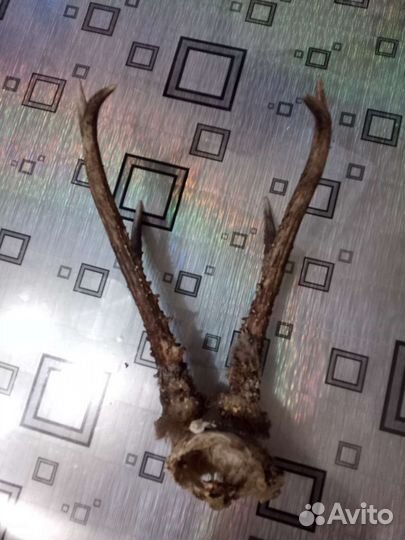 Рога косули