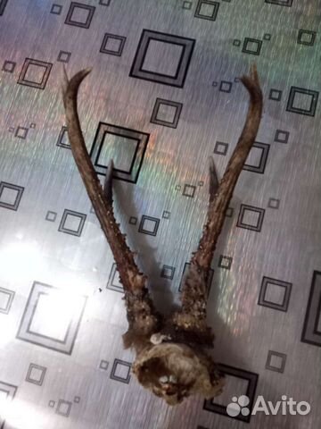 Рога косули