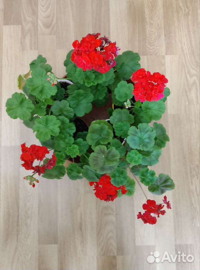 Герань пеларгония молодая цветущая