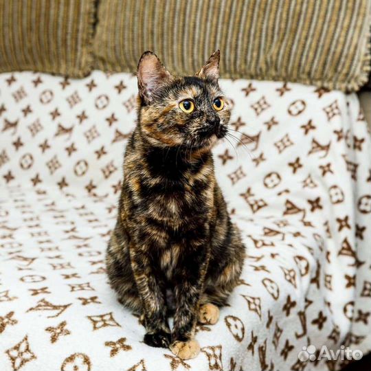 Мультяшка улыбашка,стерилизованная