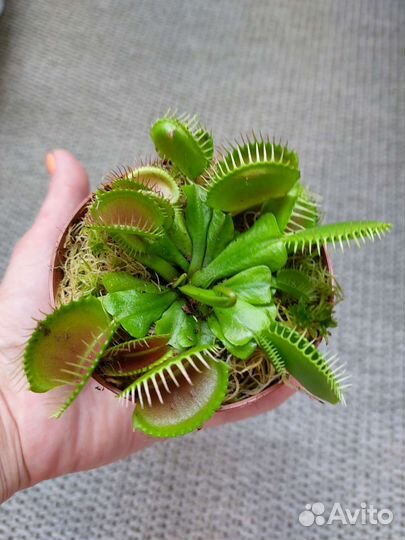 Дионея венерина мухоловка