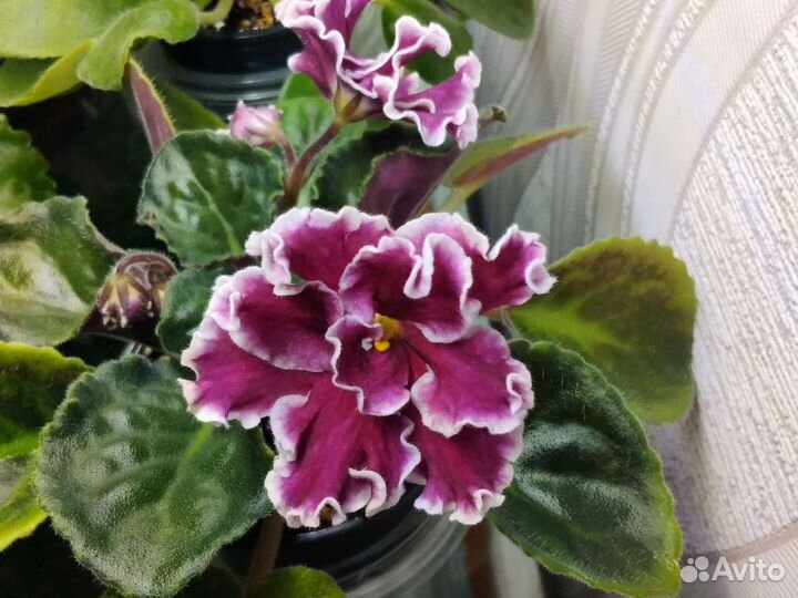 Продажа фиалок