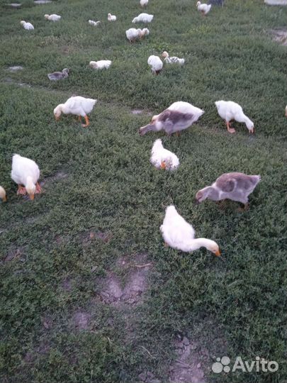 Подрощенные домашние гусята Линда