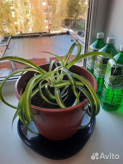 Хлорофитум кучерявый хохлатый