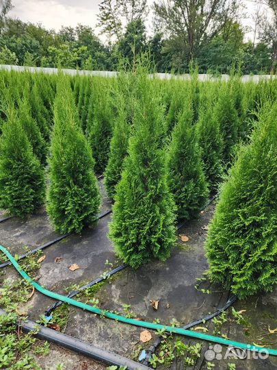 Саженцы туи смарагд