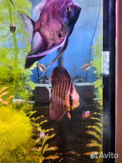 Аквариумные растения,амбулия королевская