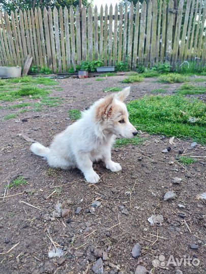 Щенки бесплатно