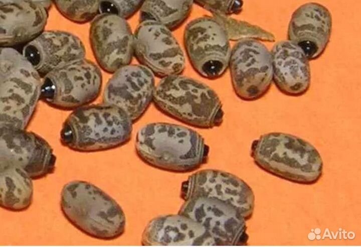 Палочники аннамские