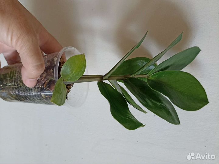 Калатея, маранта