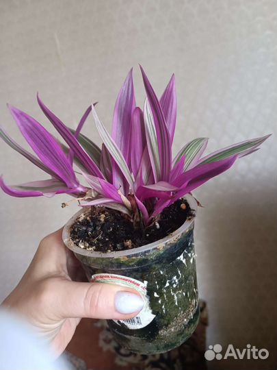 Рео биколор