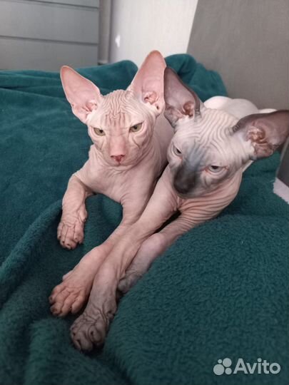 Котята сфинкс