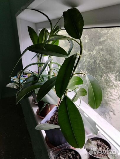 Цветок алоэ вера и Фикус