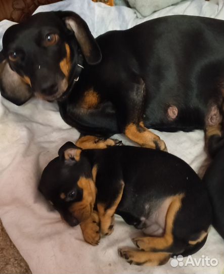 Щенки миниатюрной таксы