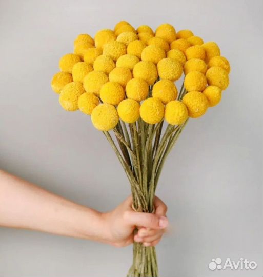 Цветы Краспедия Барабанные палочки семена