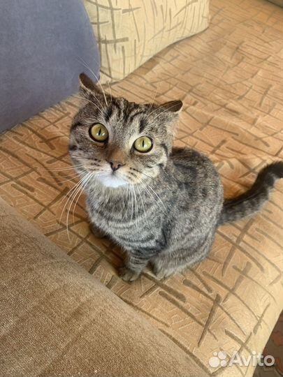 Котята бесплатно