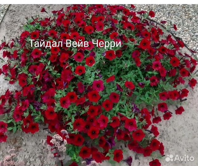 Черенки петунии Тайдал