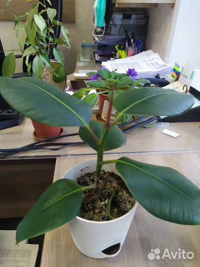 Фикус каучуконосный