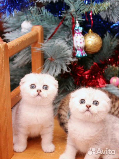 Шикарные шотландские котята