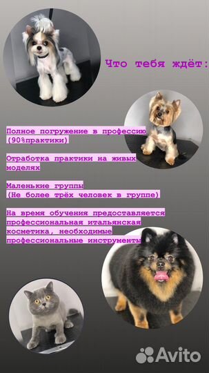 Груминг обучение