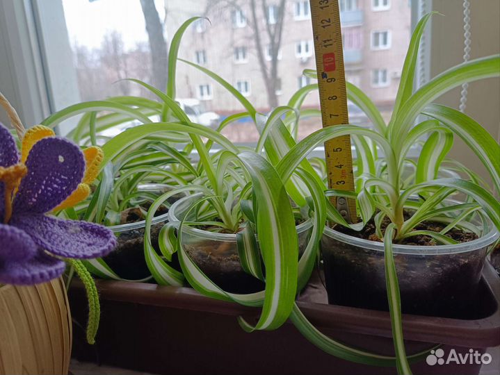 Хлорофитум кудрявый