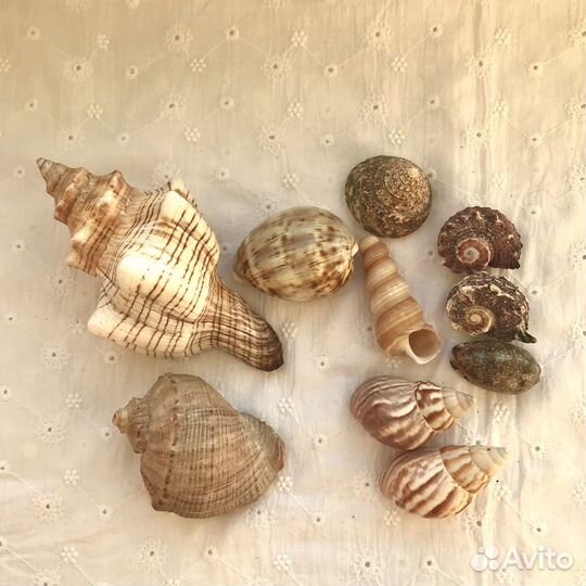 Морские ракушки раковины