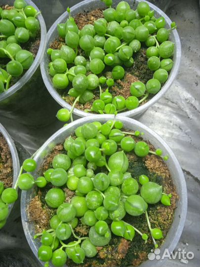 Крестовник Роули