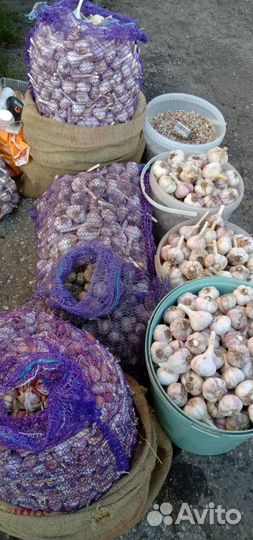 Чеснок озимый Любаша