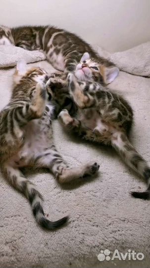 Бенгальская