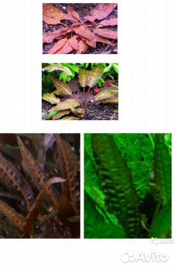 Аквариумные растения, улитки, креветки