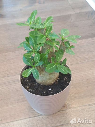 Адениум арабикум