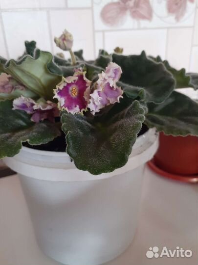 Фиалки,алое,каланхое,толстянка