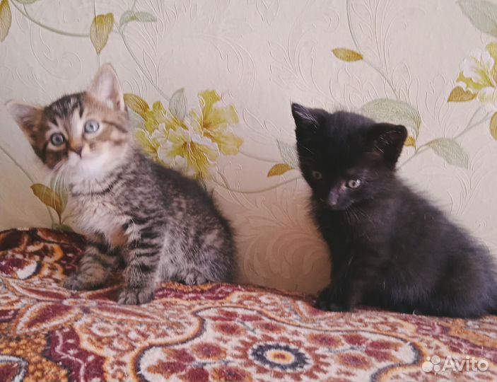 Котята, 1 мес
