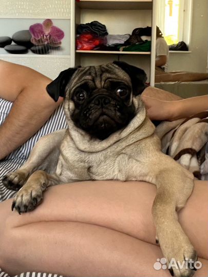 Мопс ищет подружку