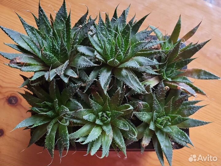 Алоэ остистое или остролистное (Aloe aristata)