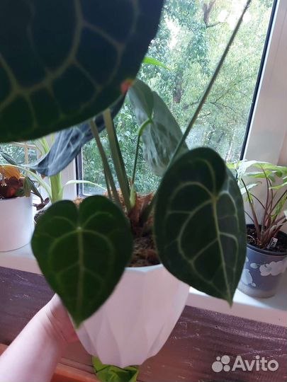 Антуриум кларинервиум хрустальный