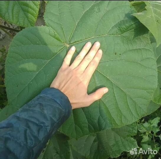 Саженцы павловнии