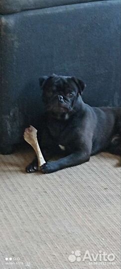 Мопс вязка мальчик