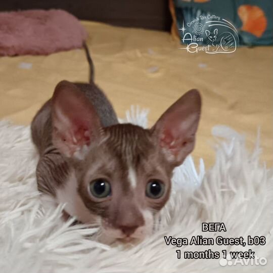 Котенок корниш-рекс