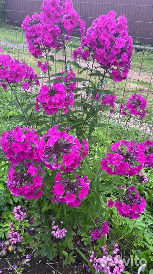 Флокс метельчатый