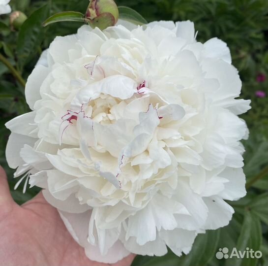 Пионы на рассаду (розовые, бордовые, белые)