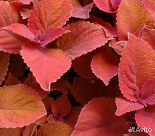 Колеусы вегетативные