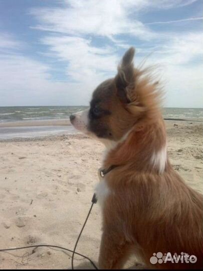 Щенки чихуахуа