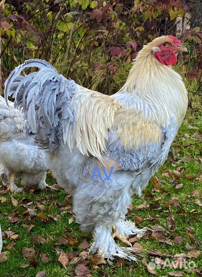 Брама инкубационное яйцо цыплята