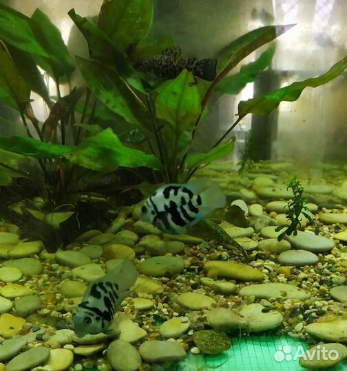 Гуппи ассорти