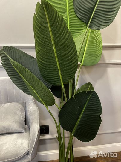 Искусственные деревья, стрелиция