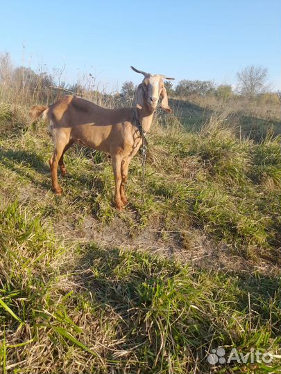 Козы Нубокомори