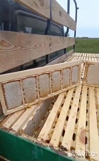 Мёд алтайский 2023